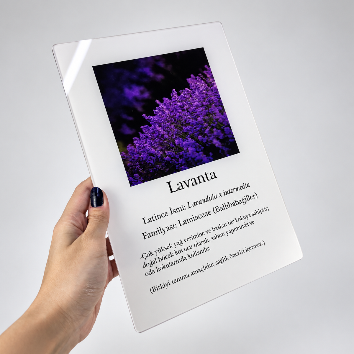 Lavanta bitkisi bilgileri bulunan A4 şeffaf pleksi bitki tanıtım levhasının elde ön görünümü.
