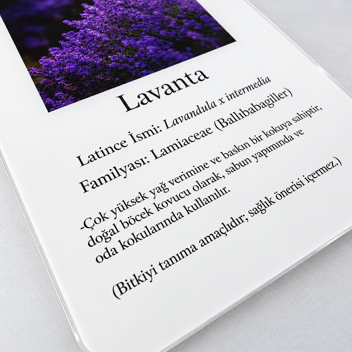Bitki isimliğinde Türkçe ad, Latince ad, familya ve açıklama baskısının yakın görünümü.